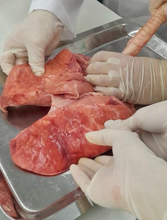 Alunos do curso Técnico em Radiologia participam de aula prática de Anatomia  